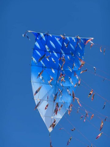 "Grains & plumes..." Navette #1/4